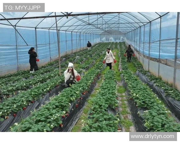 果园采摘体验：畅游果香四溢的自然乐园，享受亲手采摘的欢乐与美味